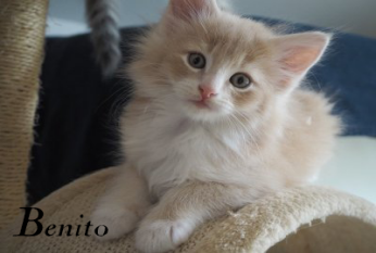 Benito