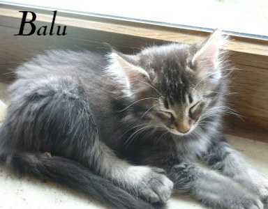 Balu