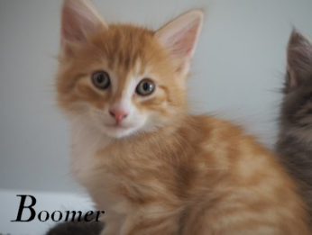 Boomer