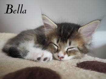 Bella